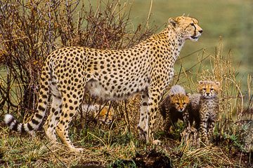 AF-M-06&nbsp;&nbsp;&nbsp;&nbsp;&nbsp;&nbsp;&nbsp;&nbsp; Cheetah With Cubs, Masai Mara, Kenya