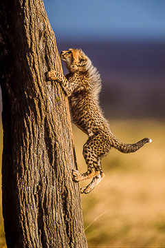 AF-M-02&nbsp;&nbsp;&nbsp;&nbsp;&nbsp;&nbsp;&nbsp;&nbsp; Cheetah Cub Climbing Tree, Masai Mara, Kenya