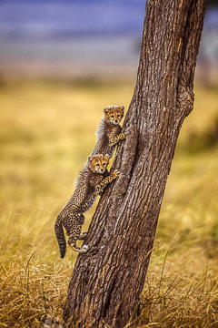 AF-M-01&nbsp;&nbsp;&nbsp;&nbsp;&nbsp;&nbsp;&nbsp;&nbsp; Cheetah Cubs Playing On Tree, Masai Mara, Kenya