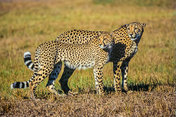 LE-AF-M-05&nbsp;&nbsp;&nbsp;&nbsp;&nbsp;&nbsp;&nbsp;&nbsp; Cheetah Pair, Phinda Private Game Reserve, South Africa