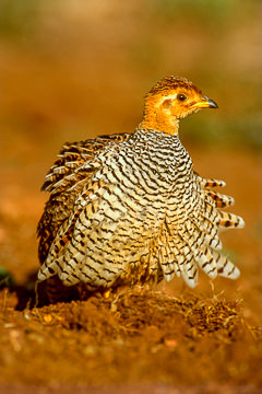 LE-AF-B-01&nbsp;&nbsp;&nbsp;&nbsp;&nbsp;&nbsp;&nbsp;&nbsp; Coqui Francolin, Kruger National Park, South Africa
