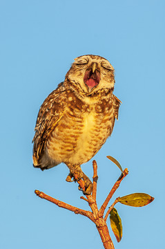 LE-BR-B-20&nbsp;&nbsp;&nbsp;&nbsp;&nbsp;&nbsp;&nbsp;&nbsp; Coruja-Buraquiera Yawning, Coastal Region Of Bahia, Brazil