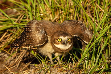 LE-BR-B-51&nbsp;&nbsp;&nbsp;&nbsp;&nbsp;&nbsp;&nbsp;&nbsp; Coruja-Buraqueira Stretching Wings, Coastal Region Of Bahia, Brazil