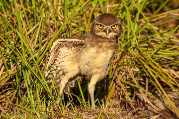 BR-B-64 Coruja-Buraqueira Stretching, Coastal Region Of Bahia, Brazil