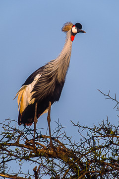AF-B-01&nbsp;&nbsp;&nbsp;&nbsp;&nbsp;&nbsp;&nbsp;&nbsp; Crowned Crane, Masai Mara NP, Kenya