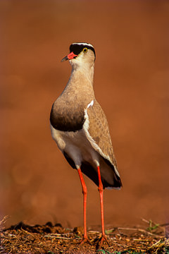 LE-AF-B-01&nbsp;&nbsp;&nbsp;&nbsp;&nbsp;&nbsp;&nbsp;&nbsp; Crowned Plover At Kruger National Park, South Africa