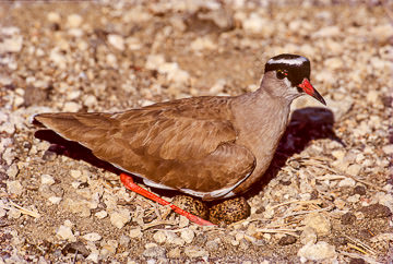 AF-B-02&nbsp;&nbsp;&nbsp;&nbsp;&nbsp;&nbsp;&nbsp;&nbsp; Crowned Plover Protecting Eggs, Kruger NP, South Africa