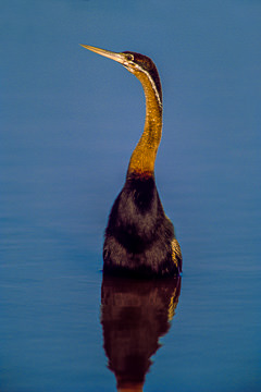 AF-B-02&nbsp;&nbsp;&nbsp;&nbsp;&nbsp;&nbsp;&nbsp;&nbsp; Darter, Kruger NP, South Africa