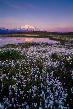 AM-LA-03&nbsp;&nbsp;&nbsp;&nbsp;&nbsp;&nbsp;&nbsp;&nbsp; Alaskan Cotton, Denali National Park, Alaska