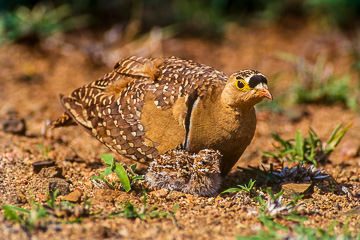 AF-B-02&nbsp;&nbsp;&nbsp;&nbsp;&nbsp;&nbsp;&nbsp;&nbsp; Doublebanded Sandgrouse With Chick, Kruger NP, South Africa