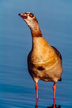 AF-B-02&nbsp;&nbsp;&nbsp;&nbsp;&nbsp;&nbsp;&nbsp;&nbsp; Egyptian Goose, Kruger NP, South Africa