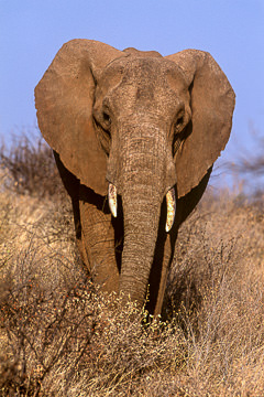 AF-M-101&nbsp;&nbsp;&nbsp;&nbsp;&nbsp;&nbsp;&nbsp;&nbsp; Bull Elephant, Kruger National Park, South Africa