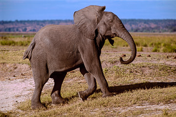 AF-M-116&nbsp;&nbsp;&nbsp;&nbsp;&nbsp;&nbsp;&nbsp;&nbsp; Elephant Shaking Ears, Chobe National Park, Botswana