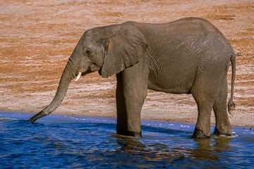 AF-M-112&nbsp;&nbsp;&nbsp;&nbsp;&nbsp;&nbsp;&nbsp;&nbsp; Elephant Drinking, Chobe National Park, Botswana