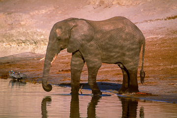 AF-M-114&nbsp;&nbsp;&nbsp;&nbsp;&nbsp;&nbsp;&nbsp;&nbsp; Elephant Drinking At Chobe River, Chobe National Park, Botswana