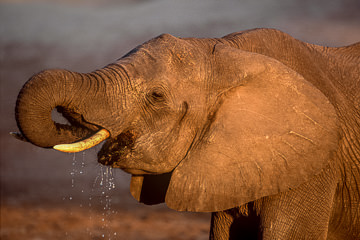 LE-AF-M-11&nbsp;&nbsp;&nbsp;&nbsp;&nbsp;&nbsp;&nbsp;&nbsp; Elephant Drinking, Chobe National Park, Botswana