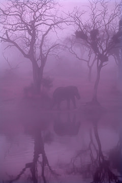 LE-AF-M-121&nbsp;&nbsp;&nbsp;&nbsp;&nbsp;&nbsp;&nbsp;&nbsp; Elephant In The Mist, Phinda Game Reserve, South Africa
