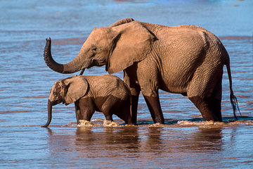 LE-AF-M-104&nbsp;&nbsp;&nbsp;&nbsp;&nbsp;&nbsp;&nbsp;&nbsp; Elephant And Calf Crossing River, Samburu National Reserve, Kenya