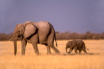 LE-AF-M-20&nbsp;&nbsp;&nbsp;&nbsp;&nbsp;&nbsp;&nbsp;&nbsp; Elephant Walking With Calf, Etosha National Park, Namibia