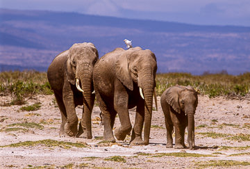 AF-M-01&nbsp;&nbsp;&nbsp;&nbsp;&nbsp;&nbsp;&nbsp;&nbsp; Elephants On The Move, Amboseli NP, Kenya