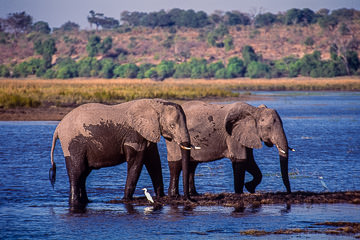 AF-M-07&nbsp;&nbsp;&nbsp;&nbsp;&nbsp;&nbsp;&nbsp;&nbsp; Elephants At Chobe River, Chobe National Park, Botswana