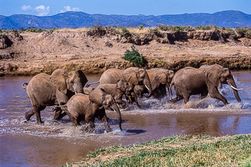 LE-AF-M-01&nbsp;&nbsp;&nbsp;&nbsp;&nbsp;&nbsp;&nbsp;&nbsp; Elephants Crossing the Ewaso Ng'iro River, Samburu National  Reserve, Kenya