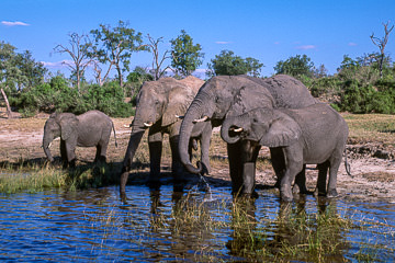 AF-M-119&nbsp;&nbsp;&nbsp;&nbsp;&nbsp;&nbsp;&nbsp;&nbsp; Elephants Drinking, Chobe National Park, Botswana