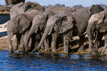 AF-M-120&nbsp;&nbsp;&nbsp;&nbsp;&nbsp;&nbsp;&nbsp;&nbsp; Elephant Herd Drinking, Chobe River, Chobe National Park, Botswana