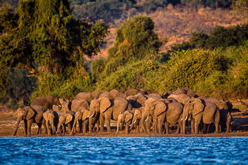 AF-M-14&nbsp;&nbsp;&nbsp;&nbsp;&nbsp;&nbsp;&nbsp;&nbsp; Herd Of Elephants At Chobe River, Chobe National Park, Botswana