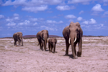 AF-M-105&nbsp;&nbsp;&nbsp;&nbsp;&nbsp;&nbsp;&nbsp;&nbsp; Elephant Herd, Amboseli National Park, Kenya