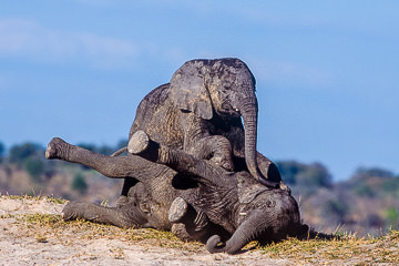 LE-AF-M-17&nbsp;&nbsp;&nbsp;&nbsp;&nbsp;&nbsp;&nbsp;&nbsp; Young Elephants Playing, Chobe National Park, Botswana
