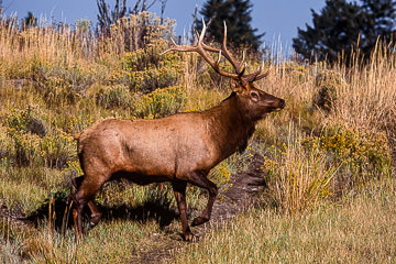 AM-M-11&nbsp;&nbsp;&nbsp;&nbsp;&nbsp;&nbsp;&nbsp;&nbsp; Elk Bull Walking, Yellowstone NP, Wyoming