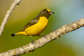 BR-B-04 Fifi-Verdadeiro, Coastal Region Of Bahia, Brazil
