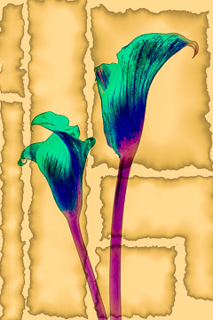 LE-FLL-10&nbsp;&nbsp;&nbsp;&nbsp;&nbsp;&nbsp;&nbsp;&nbsp; Calla Lillies