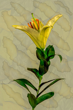 LE-FLL-12&nbsp;&nbsp;&nbsp;&nbsp;&nbsp;&nbsp;&nbsp;&nbsp; Lily