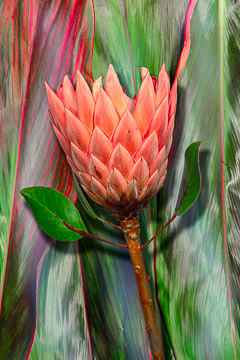 LE-FLL-23&nbsp;&nbsp;&nbsp;&nbsp;&nbsp;&nbsp;&nbsp;&nbsp; King Protea