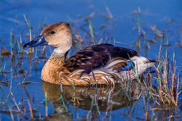 LE-AF-B-01&nbsp;&nbsp;&nbsp;&nbsp;&nbsp;&nbsp;&nbsp;&nbsp; Fulvous Duck At Amboseli National Park, Kenya