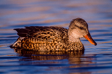 AM-B-02&nbsp;&nbsp;&nbsp;&nbsp;&nbsp;&nbsp;&nbsp;&nbsp; Gadwall, Edwin B. Forsythe NWR, New Jersey