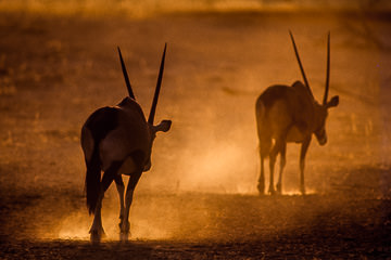 LE-AF-M-01&nbsp;&nbsp;&nbsp;&nbsp;&nbsp;&nbsp;&nbsp;&nbsp; Gemsboks Raising Dust, Kalahari Gemsbok National Park, South Africa