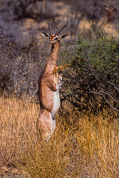 AF-M-04&nbsp;&nbsp;&nbsp;&nbsp;&nbsp;&nbsp;&nbsp;&nbsp; Male Generuk Feeding, Samburu National Reserve, Kenya