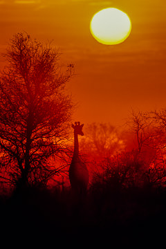 AF-LA-02&nbsp;&nbsp;&nbsp;&nbsp;&nbsp;&nbsp;&nbsp;&nbsp; Giraffe At Sunrise, Kruger National Park, South Africa