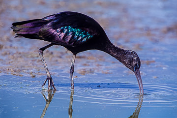 AF-B-01&nbsp;&nbsp;&nbsp;&nbsp;&nbsp;&nbsp;&nbsp;&nbsp; Glossy Ibis Feeding, Kruger NP, South Africa