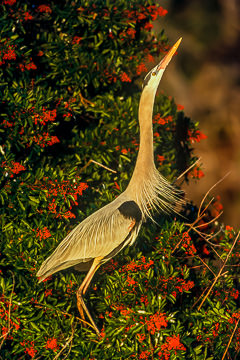 LE-AM-B-07&nbsp;&nbsp;&nbsp;&nbsp;&nbsp;&nbsp;&nbsp;&nbsp; Great Blue Heron, Venice Rookery, Venice, Florida
