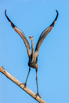 AM-B-23&nbsp;&nbsp;&nbsp;&nbsp;&nbsp;&nbsp;&nbsp;&nbsp; Great Blue Heron Stretching Wings, Lover's Key State Park, Florida