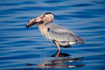 AM-B-38&nbsp;&nbsp;&nbsp;&nbsp;&nbsp;&nbsp;&nbsp;&nbsp; Great Blue Heron With Large Fish, Sarasota, Florida
