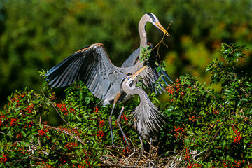 AM-B-25&nbsp;&nbsp;&nbsp;&nbsp;&nbsp;&nbsp;&nbsp;&nbsp; Great Blue Heron In Nesting Ritual, Venice Rookery, Venice, Florida