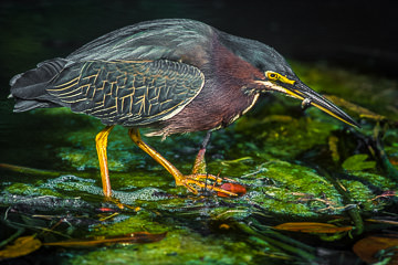 AM-B-02&nbsp;&nbsp;&nbsp;&nbsp;&nbsp;&nbsp;&nbsp;&nbsp; Green-Backed Heron With Small Fish, Everglades NP, Florida