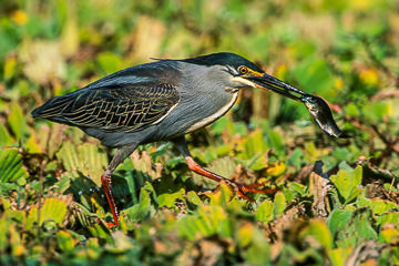 AF-B-02&nbsp;&nbsp;&nbsp;&nbsp;&nbsp;&nbsp;&nbsp;&nbsp; Green-Backed Heron With Fish, Kruger NP, South Africa
