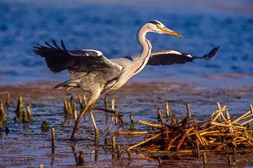 AF-B-04&nbsp;&nbsp;&nbsp;&nbsp;&nbsp;&nbsp;&nbsp;&nbsp; Grey Heron On The Move, Kruger NP, South Africa