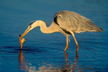 AF-B-02&nbsp;&nbsp;&nbsp;&nbsp;&nbsp;&nbsp;&nbsp;&nbsp; Grey Heron Catching Toad, Kruger NP, South Africa